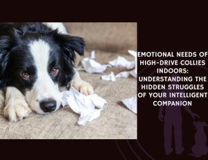 Emotional Needs of High-Drive Collies Indoors Understanding the Hidden Struggles of Your Intelligent Companion
