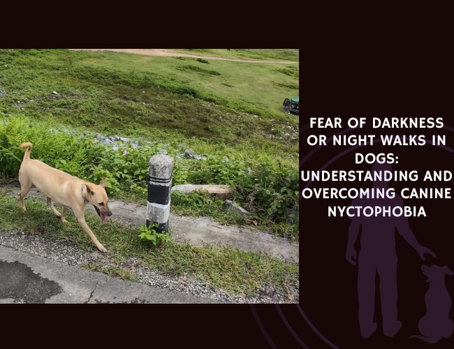 Fear of Darkness or Night Walks in Dogs Understanding and Overcoming Canine Nyctophobia