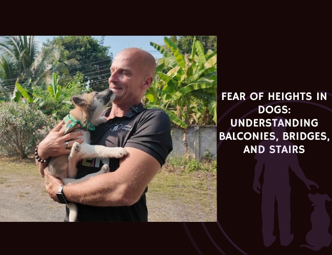 Fear of Heights in Dogs Understanding Balconies, Bridges, and Stairs
