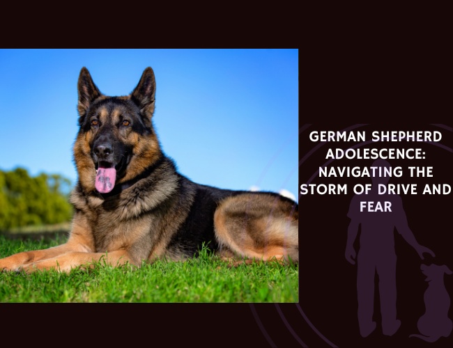 German Shepherd Adolescence Navigating The Storm of Drive and Fear