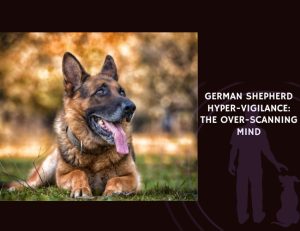 German Shepherd Hyper-Vigilance The Over-Scanning Mind