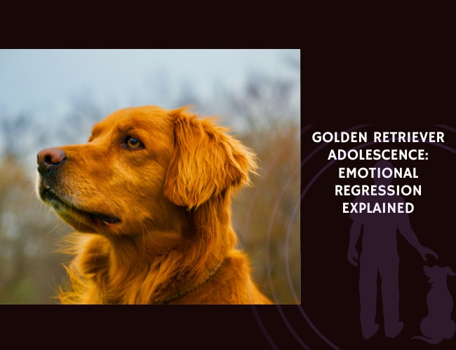 Golden Retriever Adolescence Emotional Regression Explained