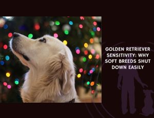Golden Retriever Sensitivity Why Soft Breeds Shut Down Easily