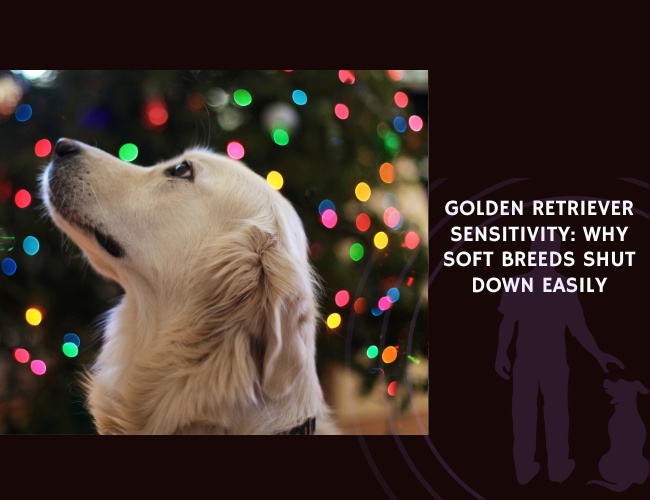 Golden Retriever Sensitivity Why Soft Breeds Shut Down Easily
