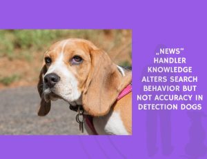 Handler Knowledge Alters Search Behavior but Not Accuracy in Detection Dogs
