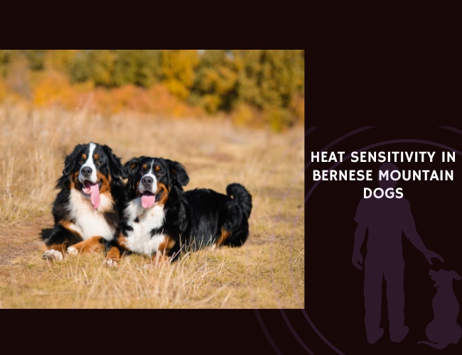 Heat Sensitivity in Bernese Mountain Dogs