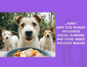 How Dog Rivalry Influences Social Learning and Food-Based Decision Making