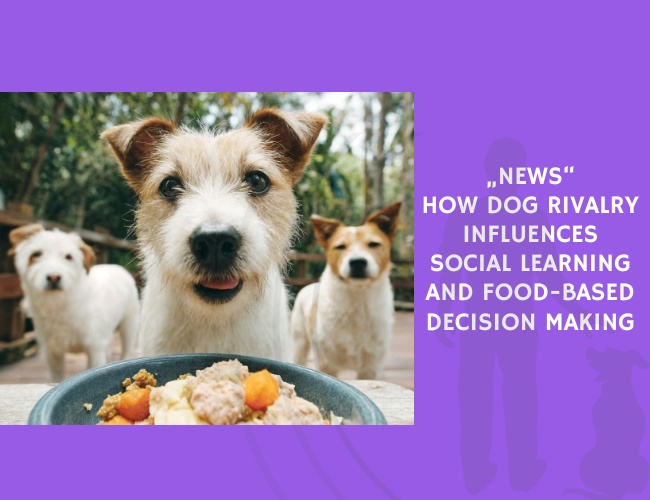 How Dog Rivalry Influences Social Learning and Food-Based Decision Making