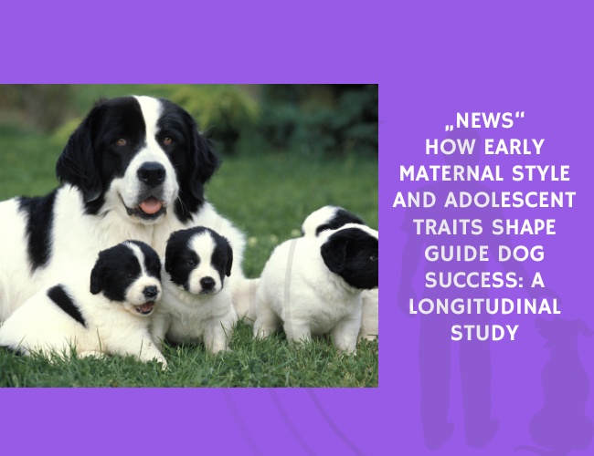 How Early Maternal Style and Adolescent Traits Shape Guide Dog Success A Longitudinal Study