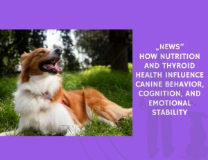 How Nutrition and Thyroid Health Influence Canine Behavior, Cognition, and Emotional Stability