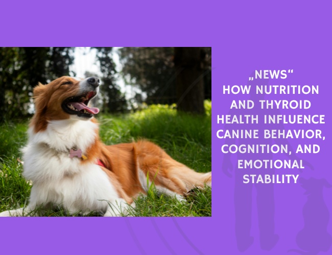 How Nutrition and Thyroid Health Influence Canine Behavior, Cognition, and Emotional Stability