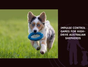 Impulse Control Games for High-Drive Australian Shepherds