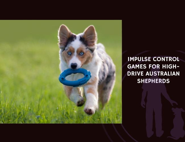 Impulse Control Games for High-Drive Australian Shepherds