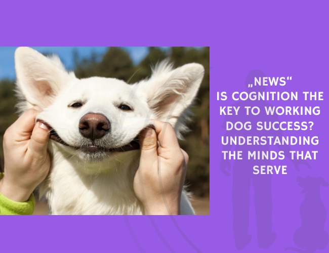 Is Cognition the Key to Working Dog Success Understanding the Minds That Serve