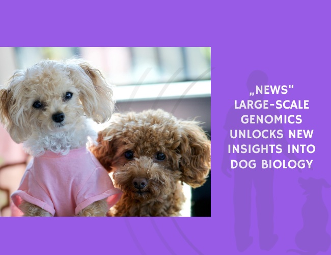 Large-Scale Genomics Unlocks New Insights Into Dog Biology