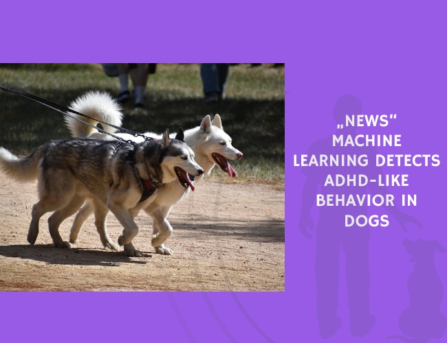 Machine Learning Detects ADHD-Like Behavior in Dogs