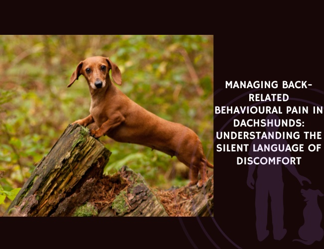 Managing Back-Related Behavioural Pain in Dachshunds Understanding the Silent Language of Discomfort