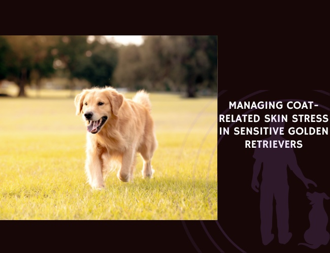 Managing Coat-Related Skin Stress in Sensitive Golden Retrievers