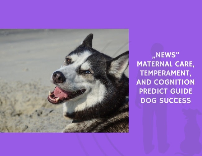 Maternal Care, Temperament, and Cognition Predict Guide Dog Success
