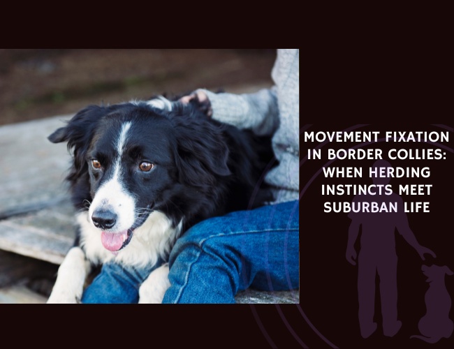 Movement Fixation in Border Collies When Herding Instincts Meet Suburban Life