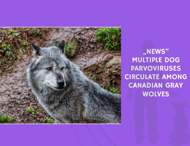Multiple Dog Parvoviruses Circulate Among Canadian Gray Wolves