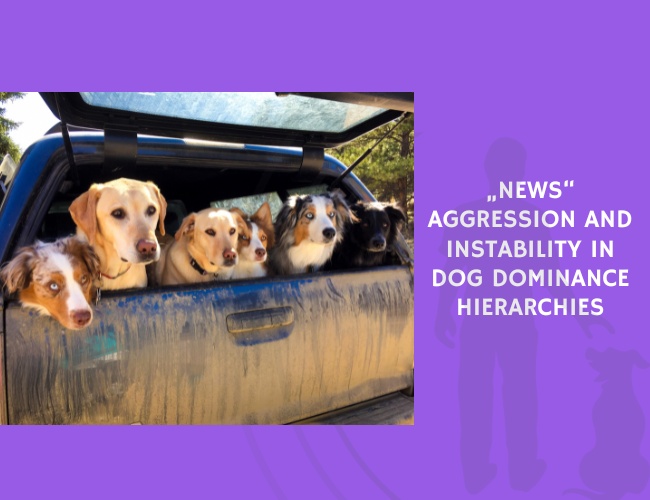 News Aggression and Instability in Dog Dominance Hierarchies