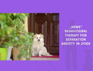 News Behavioural Therapy for Separation Anxiety in Dogs