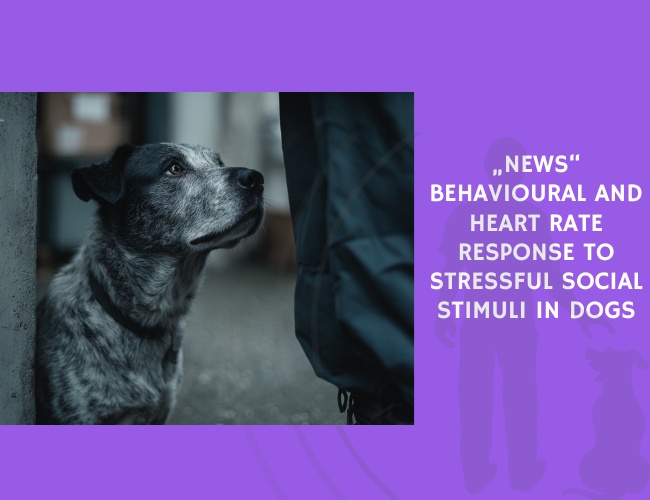 News Behavioural and Heart Rate Response to Stressful Social Stimuli in Dogs