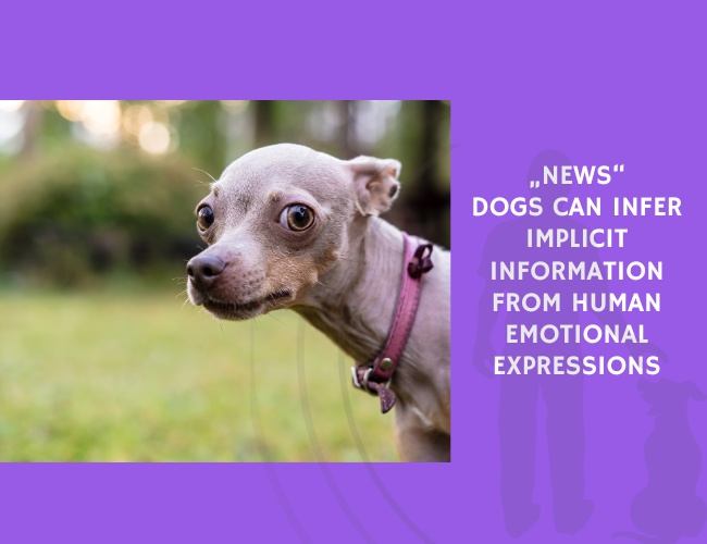 News Dogs Can Infer Implicit Information from Human Emotional Expressions