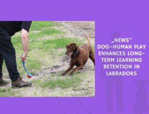 News Dog–Human Play Enhances Long-Term Learning Retention in Labradors