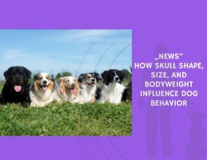 News How Skull Shape, Size, and Bodyweight Influence Dog Behavior