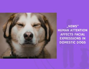News Human Attention Affects Facial Expressions in Domestic Dogs