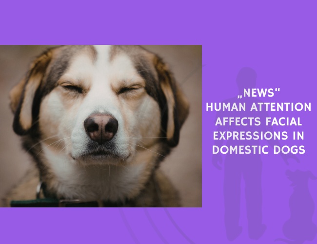 News Human Attention Affects Facial Expressions in Domestic Dogs