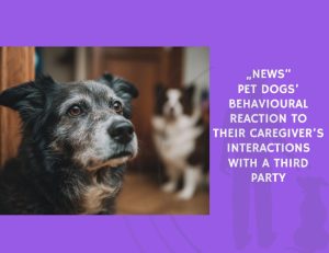 News Pet Dogs’ Behavioural Reaction to Their Caregiver’s Interactions with a Third Party