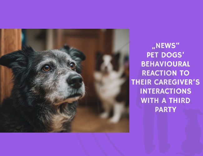 News Pet Dogs’ Behavioural Reaction to Their Caregiver’s Interactions with a Third Party