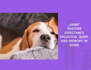 News Positive Expectancy Violation, Sleep, and Memory in Dogs