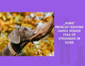 News Problem-Solving Games Reduce Fear of Strangers in Dogs
