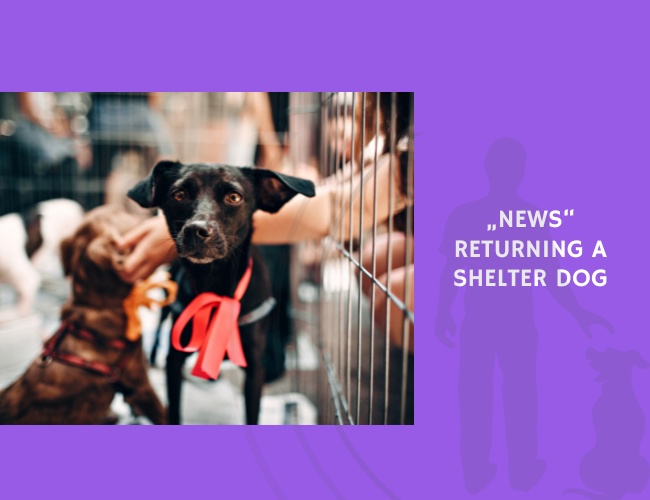 News Returning a Shelter Dog