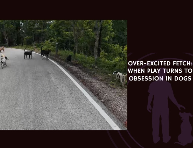 Over-Excited Fetch When Play Turns to Obsession in Dogs