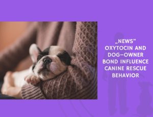 Oxytocin and Dog–Owner Bond Influence Canine Rescue Behavior