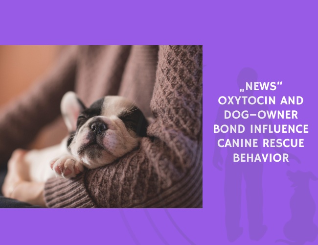 Oxytocin and Dog–Owner Bond Influence Canine Rescue Behavior