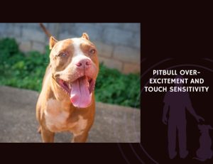 Pitbull Over-Excitement and Touch Sensitivity