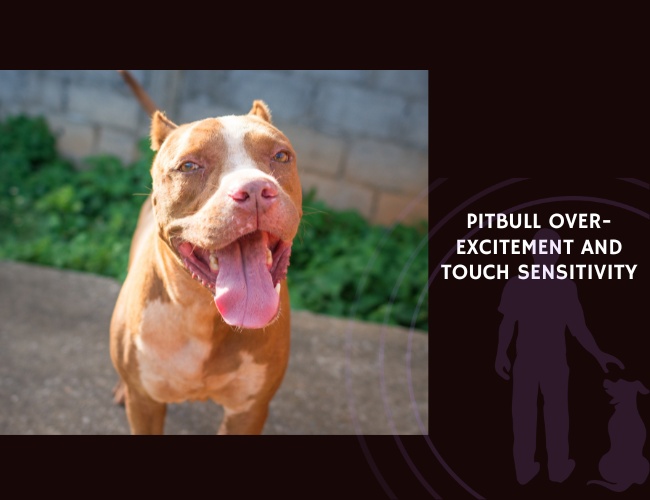 Pitbull Over-Excitement and Touch Sensitivity