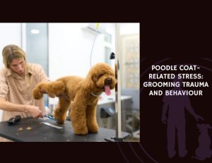 Poodle Coat-Related Stress Grooming Trauma and Behaviour