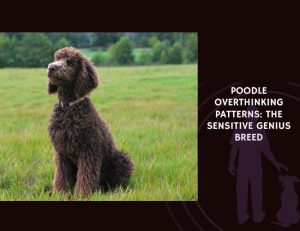 Poodle Overthinking Patterns The Sensitive Genius Breed