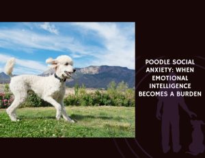 Poodle Social Anxiety When Emotional Intelligence Becomes a Burden