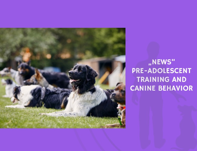 Pre-Adolescent Training and Canine Behavior
