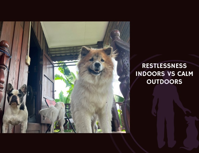 Restlessness Indoors vs Calm Outdoors