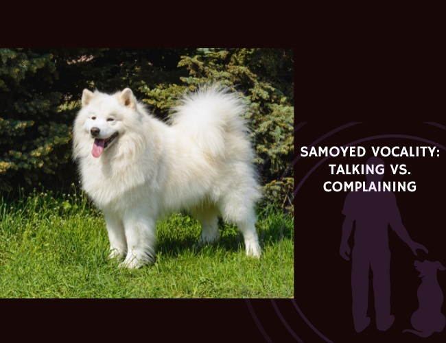 Samoyed Vocality Talking vs. Complaining