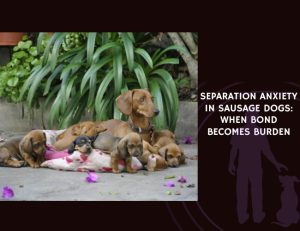Separation Anxiety in Sausage Dogs When Bond Becomes Burden